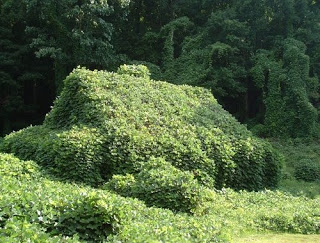 Kudzu
