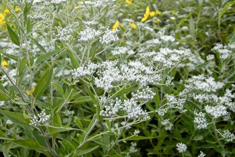 Late Boneset